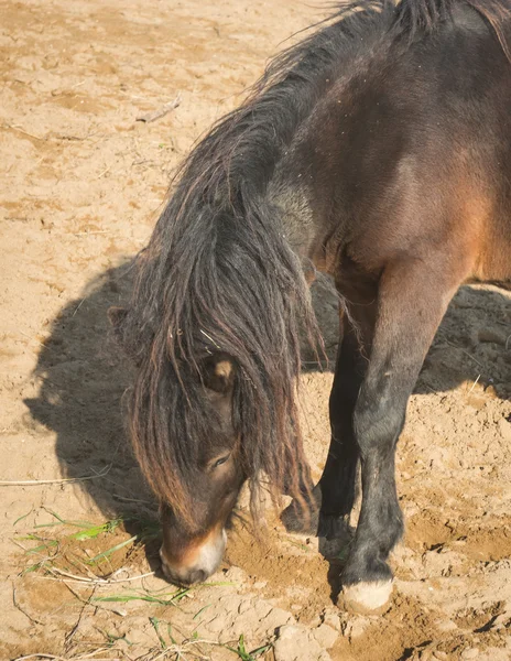 Cavallo di sciria — Foto Stock