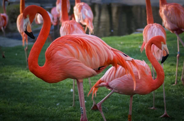 Ярко-розовые фламинго — стоковое фото