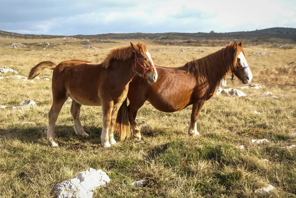 Cavalli sulla natura a Guadamia — Foto Stock
