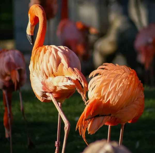 Bright pink flamingos — Stock Photo, Image