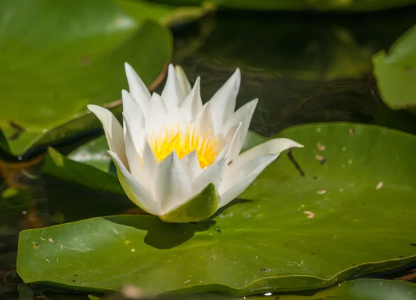 Hermosa flor de nenúfar , —  Fotos de Stock