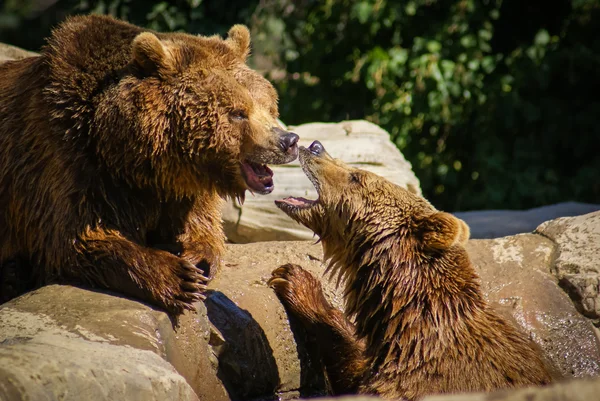 Gesprek tussen twee beren — Stockfoto