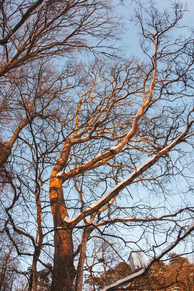 Paesaggio invernale di Arkhangelskoye — Foto Stock