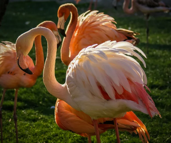 Bright pink flamingos — Stock Photo, Image