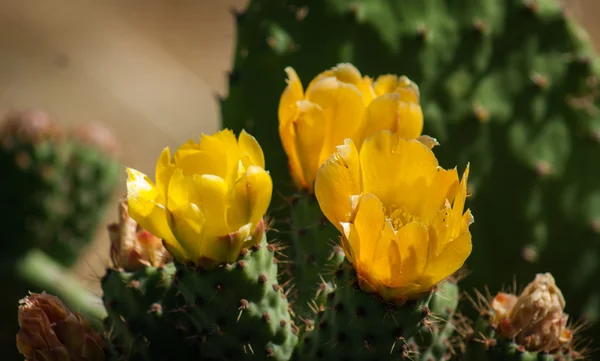 Flores de cactus amarillo — Foto de Stock