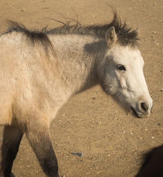 Cavallo di sciria — Foto Stock