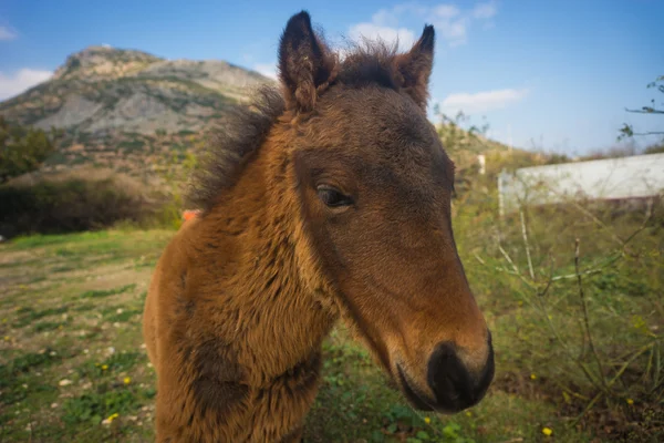 Koń Skirian — Zdjęcie stockowe