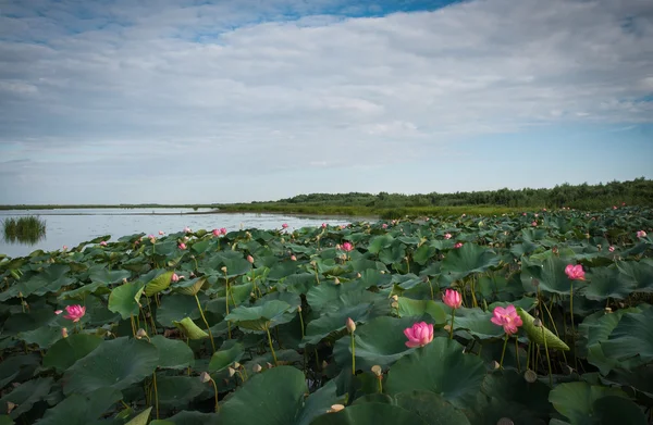 Volga Deltası'nda Lotus bloom