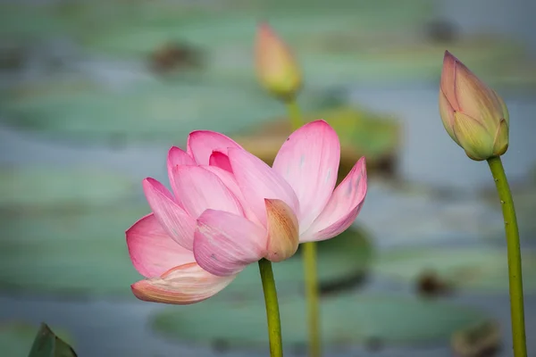 Flor de loto en el delta del Volga —  Fotos de Stock