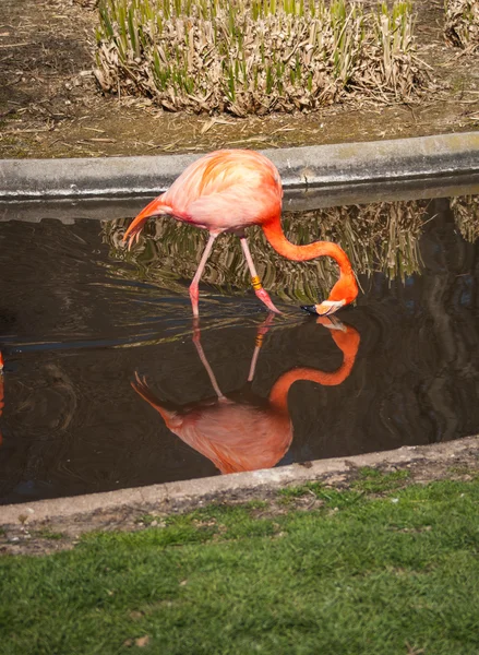 Ljust rosa flamingos — Stockfoto