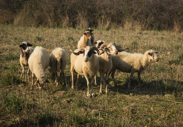 Gregge di pecore nel prato — Foto Stock