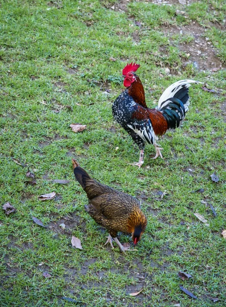 Chicken and rooster on grass — Stock Photo, Image