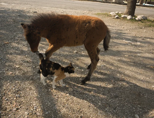 Cavalo de Skirian e um gato — Fotografia de Stock