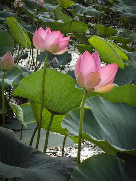 Flor de loto en el delta del Volga —  Fotos de Stock