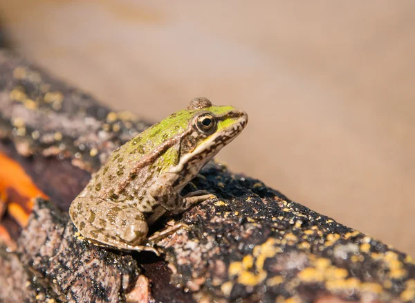 Sapo verde senta-se em um log — Fotografia de Stock