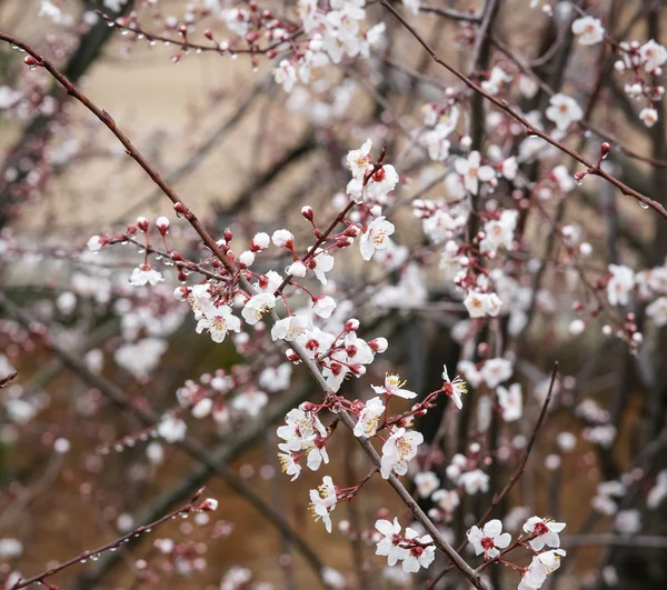 Blommande vårblommor — Stockfoto