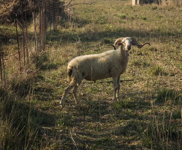 Rebanho de ovelhas no prado — Fotografia de Stock