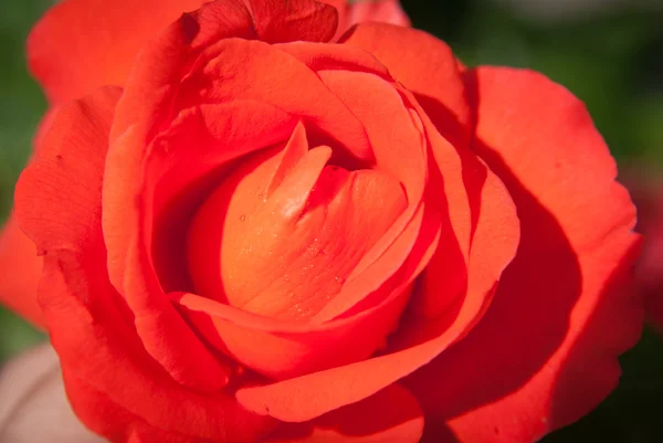 Schöne rote Rose — Stockfoto