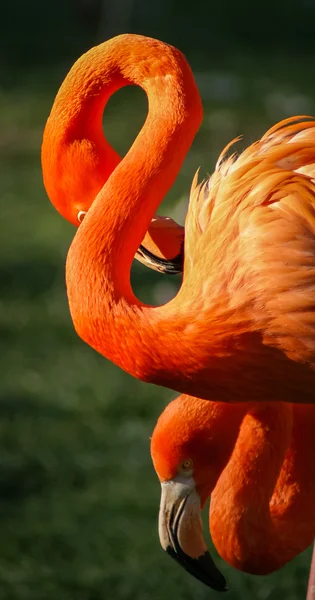 Ljusa rosa flamingo — Stockfoto