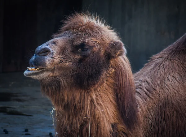 Retrato de un animal camello — Foto de Stock