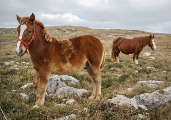 Cavalli sulla natura a Guadamia — Foto Stock