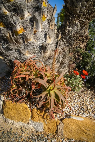 Flowers and plants — Stock Photo, Image