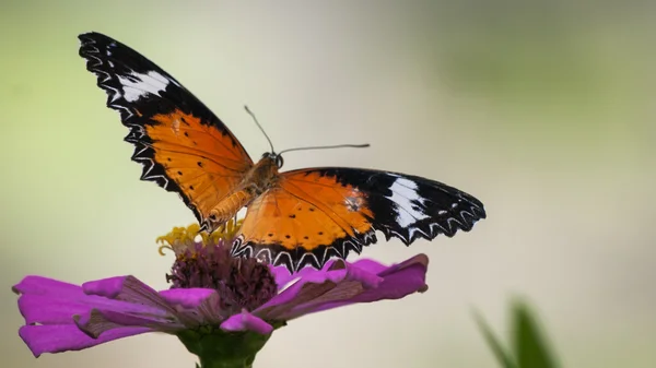 Bela borboleta em uma flor — Fotografia de Stock