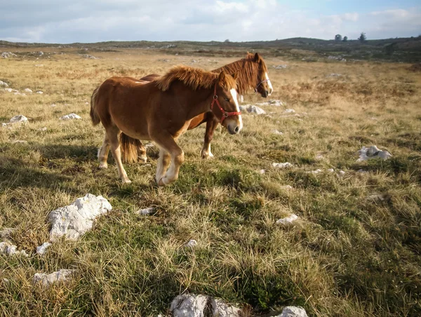 Cavalli sulla natura a Guadamia — Foto Stock