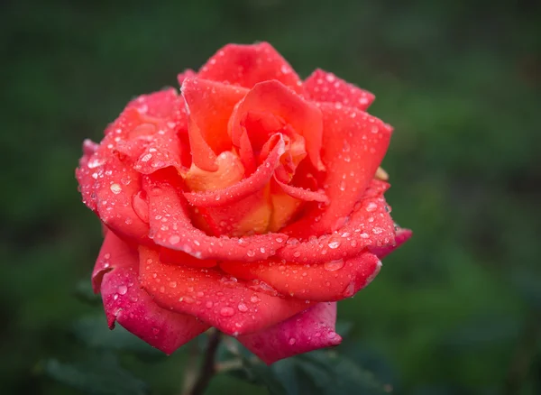 Schöne orange Rose — Stockfoto