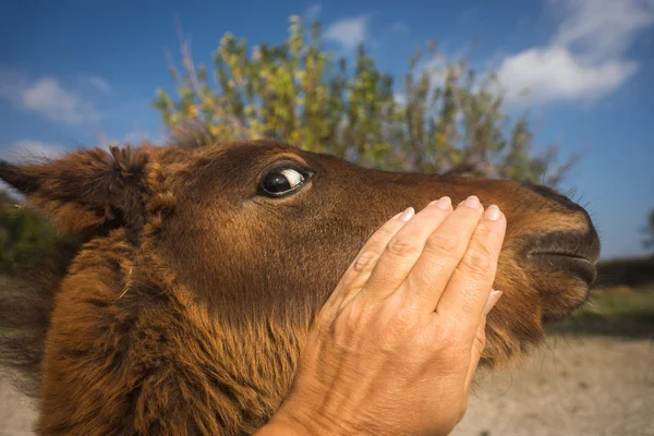 Skirian horse — Stock Photo, Image