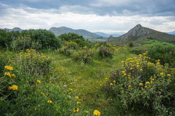 Mountain landscape with yellow flowers