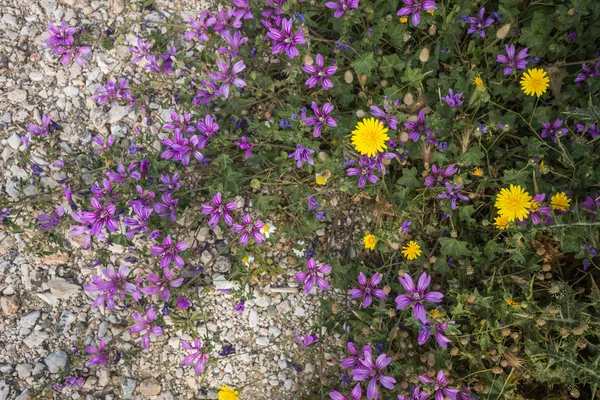 畑の春の花 — ストック写真