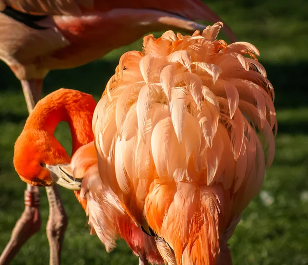 Ljusa rosa flamingo — Stockfoto