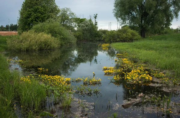 Landscape with a river and yellow flowers — Stock Photo, Image