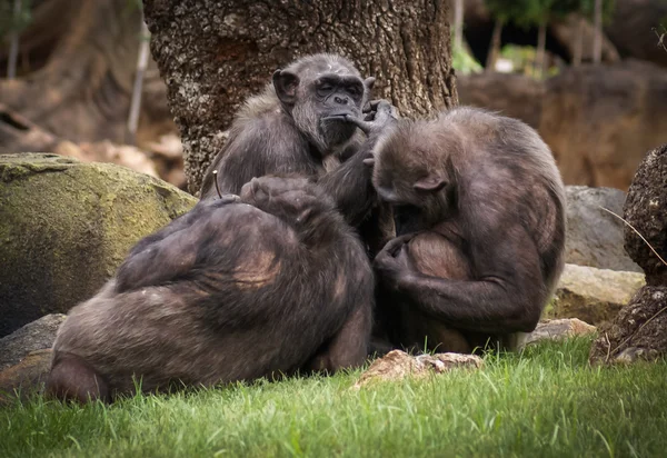 Grupo de macacos descansando na grama verde — Fotografia de Stock