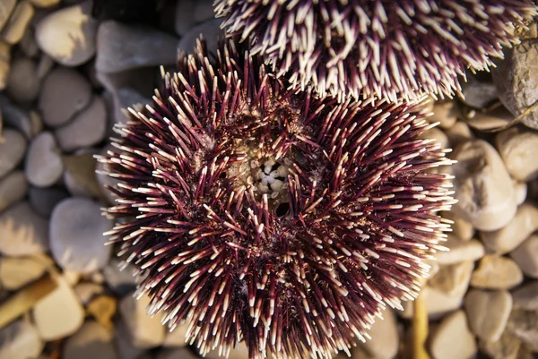 Sea urchins on beach on Brac island — Stock Photo, Image