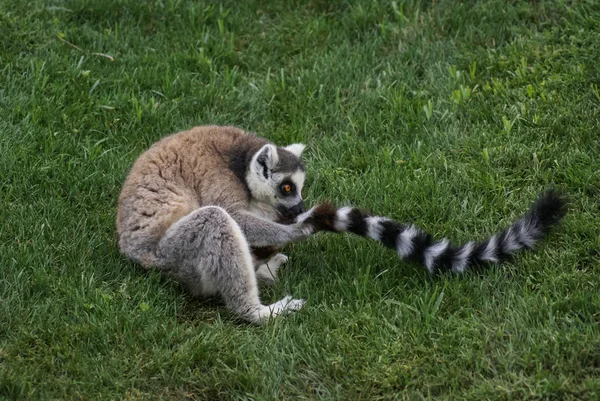 Cute Lemur on green grass — Stock Photo, Image