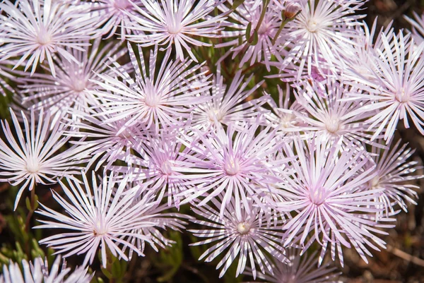 Pale pink flowers — Stock Photo, Image