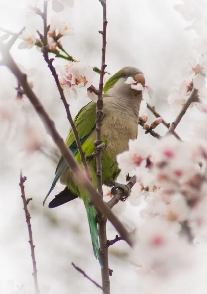 Green budgies and pink spring flowers — Stock Photo, Image