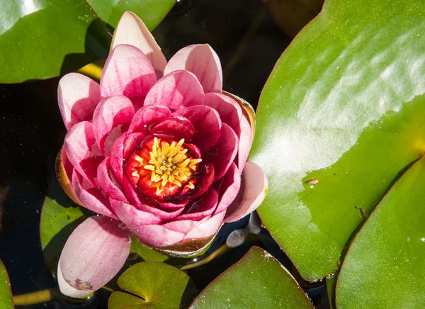 Bellissimo fiore di loto — Foto Stock