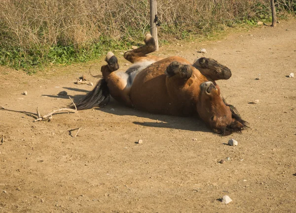 Skirian horse — Stock Photo, Image