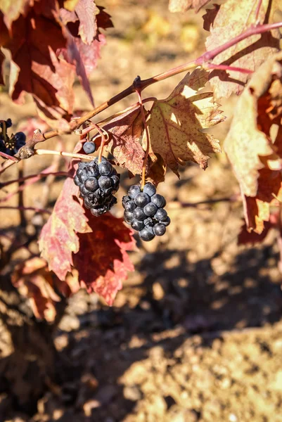 Uvas em Estepas de Belchite — Fotografia de Stock