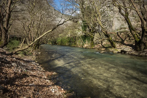 Lente bos en de rivier — Stockfoto