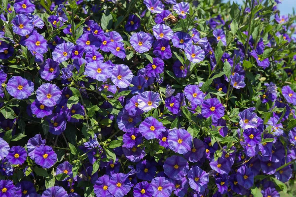 Фиолетовые цветы фон — стоковое фото