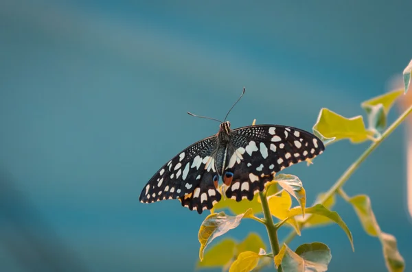 Vlinder op gele bladeren — Stockfoto