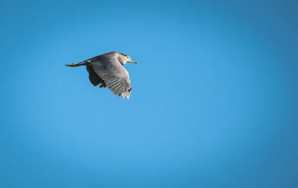 Flying heron in blue skies — Stock Photo, Image