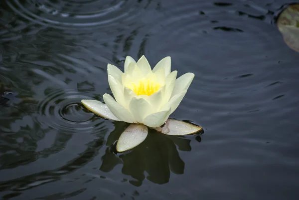 Bella waterlilly giallo — Foto Stock