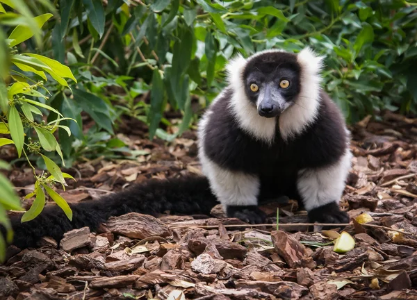 Black and white Lemur — Stock Photo, Image