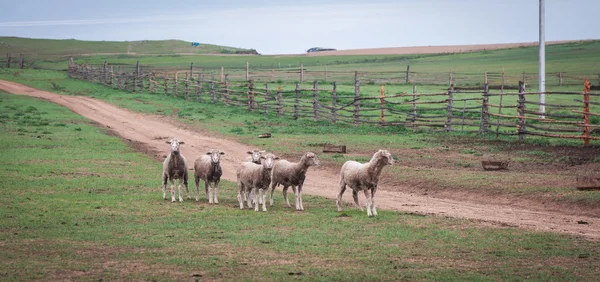 Stádo ovcí ve vesnici Buryat — Stock fotografie