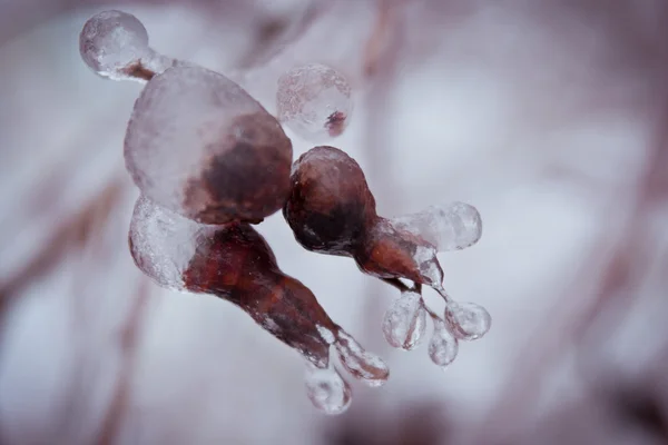 Ramos gelados de árvore no parque de inverno — Fotografia de Stock